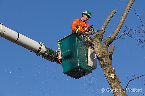 Removing The Tree_31069.jpg - Photographed at Smiths Falls, Ontario, Canada.